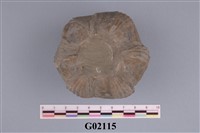 藏品(藤壺)的圖片